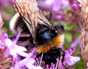 Bij op bloemen in de tuin van Vakantiehuis in Boijl, biodiversiteit in Friesland.