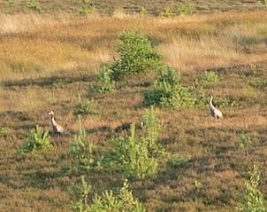 Kraanvogels in de heide nabij Vakantiehuis in Boijl, vogelspotten in de Friese bossen.
