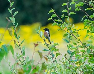 Vogel in de omliggende natuur van Vakantiehuis in Boijl, rust en stilte in Friesland.