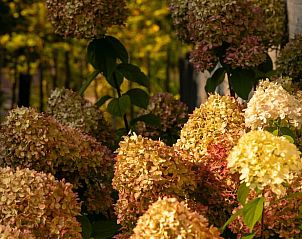Bloeiende hortensia's in de tuin van Vakantiehuis in Boijl, kleurrijke flora in Friesland.