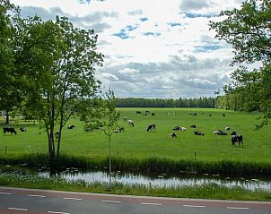 Uitzicht op grazende koeien vanuit Vakantiehuis in Hoornsterzwaag, Friese bossen.