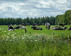 Vredig landschap met koeien rondom Vakantiehuis in Hoornsterzwaag, Friesland.