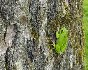 Verblijf 233224 - Vakantiewoning Friese bossen - Huisje in Ravenswoud