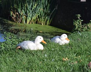 Eenden bij de vijver in de tuin van Huisje in Bolsward, vakantiehuis in de Friese elfsteden, genieten van de zon.