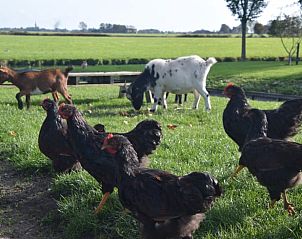 Boerderijdieren in de weide bij Huisje in Bolsward, vakantiehuis in Friesland, voor een authentieke ervaring.