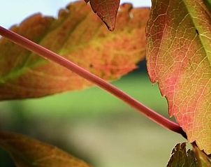 Unterkunft 260204 - Ferienhaus Het Friese platteland - Vakantiehuisje in Donkerbroek