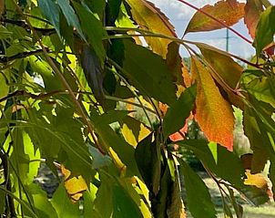 Unterkunft 260204 - Ferienhaus Het Friese platteland - Vakantiehuisje in Donkerbroek