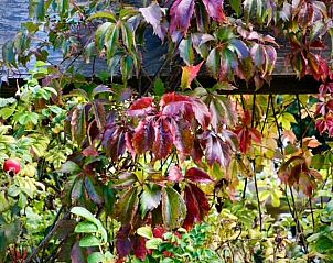 Unterkunft 260204 - Ferienhaus Het Friese platteland - Vakantiehuisje in Donkerbroek