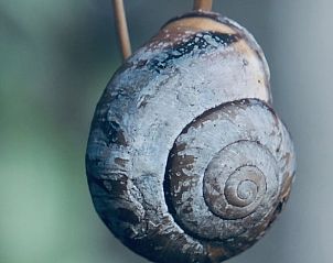 Unterkunft 260204 - Ferienhaus Het Friese platteland - Vakantiehuisje in Donkerbroek