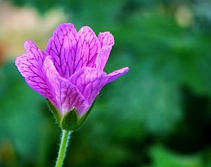 Unterkunft 260204 - Ferienhaus Het Friese platteland - Vakantiehuisje in Donkerbroek