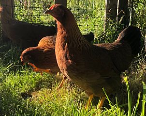 Unterkunft 260206 - Ferienhaus Het Friese platteland - Vakantiehuis in Donkerbroek