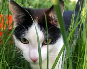 Unterkunft 260206 - Ferienhaus Het Friese platteland - Vakantiehuis in Donkerbroek