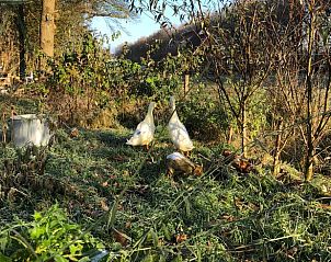 Unterkunft 260206 - Ferienhaus Het Friese platteland - Vakantiehuis in Donkerbroek