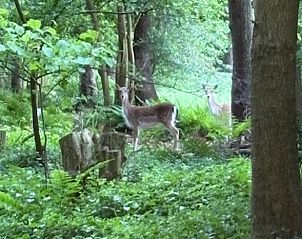 Unterkunft 260208 - Ferienhaus Het Friese platteland - Vakantiehuis in Makkinga