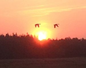 Unterkunft 260220 - Ferienhaus Het Friese platteland - Vakantiehuis in Donkerbroek