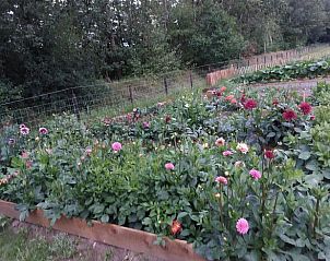 Unterkunft 260227 - Ferienhaus Het Friese platteland - Vakantiehuisje in Donkerbroek