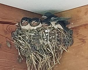 Unterkunft 260227 - Ferienhaus Het Friese platteland - Vakantiehuisje in Donkerbroek