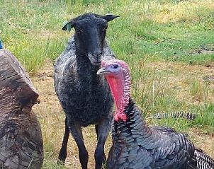 Unterkunft 260227 - Ferienhaus Het Friese platteland - Vakantiehuisje in Donkerbroek