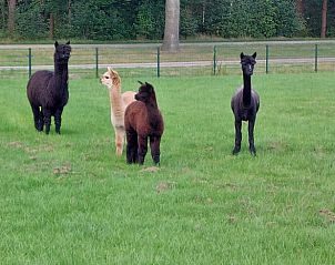Unterkunft 260227 - Ferienhaus Het Friese platteland - Vakantiehuisje in Donkerbroek
