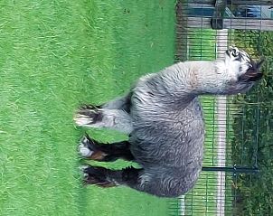 Unterkunft 260227 - Ferienhaus Het Friese platteland - Vakantiehuisje in Donkerbroek