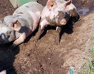 Unterkunft 260227 - Ferienhaus Het Friese platteland - Vakantiehuisje in Donkerbroek