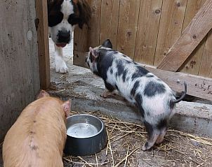 Unterkunft 260227 - Ferienhaus Het Friese platteland - Vakantiehuisje in Donkerbroek