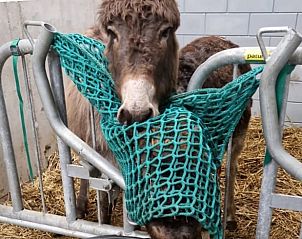 Unterkunft 260227 - Ferienhaus Het Friese platteland - Vakantiehuisje in Donkerbroek
