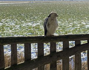 Vogel op de veranda van Bonnehof, vakantiehuis in het serene Westergeest, Friesland.