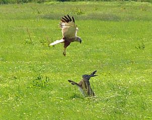Vogel in actie op de velden bij Bonnehof, vakantiehuis in het rustige Westergeest, Friesland.