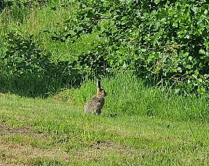 Wilde haas in het gras nabij Vakantiehuisje in Westergeest, een paradijs voor dierenliefhebbers.