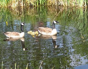 Wilde ganzen in de vijver nabij Vakantiehuis in Scherpenzeel, Friesland.