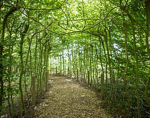 Schaduwrijke wandelpad door het bos nabij Huisje in Blesdijke, Friesland.