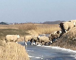 Verblijf 2610002 - Vakantiewoning Het Friese platteland - Vakantiehuis in Boer
