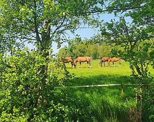 Paarden in de weide nabij Vakantiehuisje in Rinsumageast, omgeven door het Friese platteland.