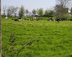 Groene weide met koeien nabij Vakantiehuisje in Poppenwier, Friesland.
