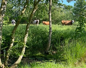 Unterkunft 2611503 - Ferienhaus Het Friese platteland - Huisje in Surhuizum