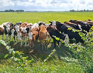 Unterkunft 2611804 - Ferienhaus Het Friese platteland - Huisje in Hallum