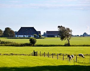 Schapen grazen bij Vakantiehuisje in Westhem, omringd door het Friese platteland, Friesland.