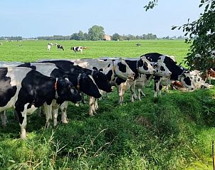 Koeien grazen in de velden rondom Vakantiehuis in Bantega, Friesland, op het serene Friese platteland.