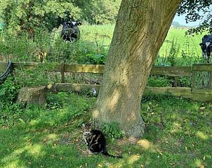 Kat en koeien in de tuin van Vakantiehuis in Bantega, Friesland, een harmonieus beeld van natuur en dieren.