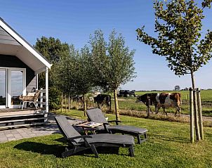 Terras van vakantiehuis Huisje in Greonterp met grazende koeien in Friesland.