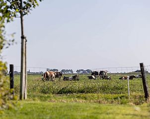 Koeien in de weilanden rondom Huisje in Greonterp in Friesland.