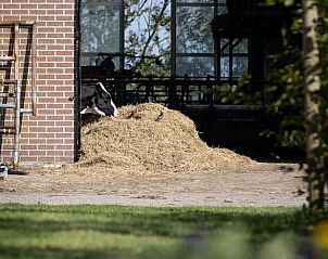 Koeien bij schuur in de omgeving van Huisje in Greonterp, Friesland.
