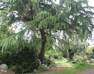 Prachtige bomen en natuur rondom Vakantiehuis in Oldeholtpade, Friesland.