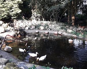 Sereen vijverlandschap bij Vakantiehuis in Oldeholtpade met eenden.