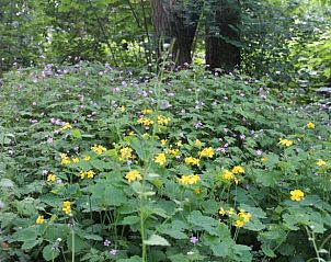 Kleurrijke bloemenpracht in de tuin van Vakantiehuis in Oldeholtpade.