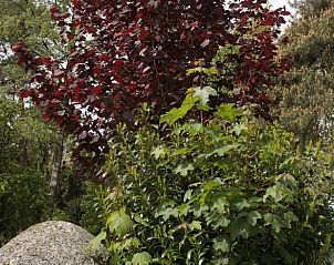 Rijke flora bij Vakantiehuis in Oldeholtpade, Friesland met diverse planten.