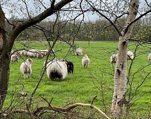 Schapen grazen vredig nabij Vakantiehuisje in Oldeholtpade, een idyllische scene op het Friese platteland in Friesland.