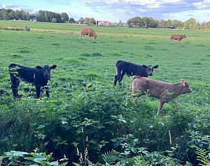 Koeien in de weide bij Vakantiehuisje in Oldeholtpade, een landelijk tafereel op het Friese platteland in Friesland.