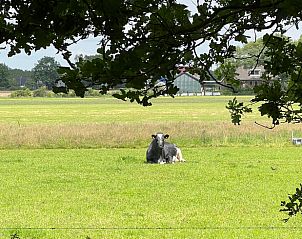 Rustige koe in de wei bij Vakantiehuisje in Oldeholtpade, een typisch beeld van het Friese platteland in Friesland.